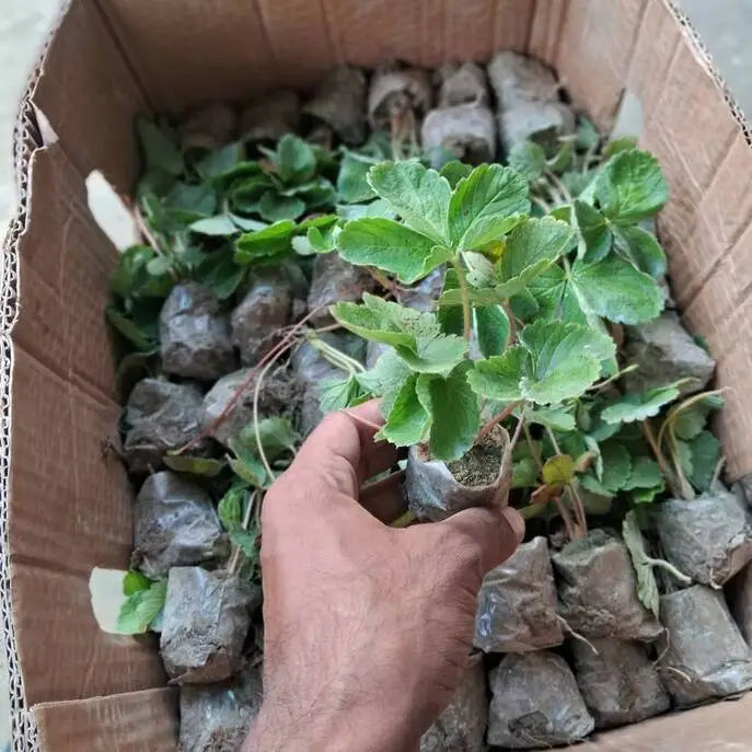 রিজো স্ট্রবেরি চারা