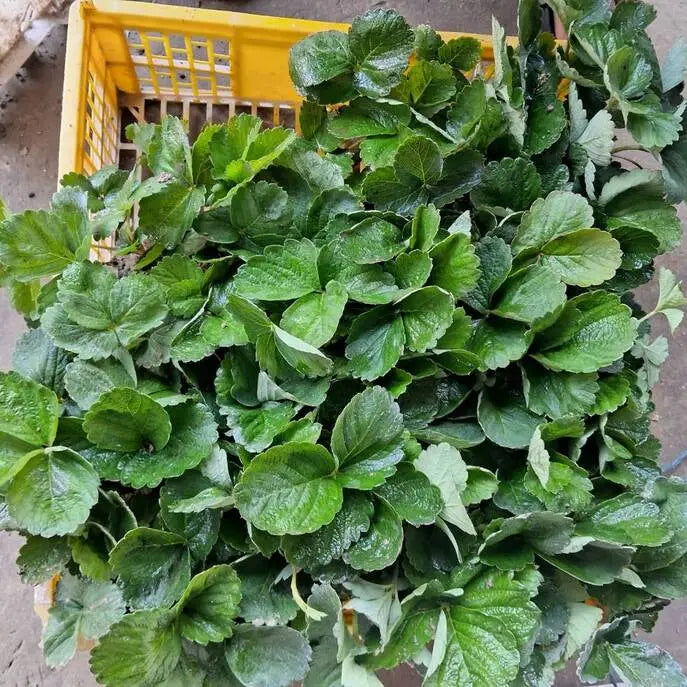 রিজো স্ট্রবেরি চারা