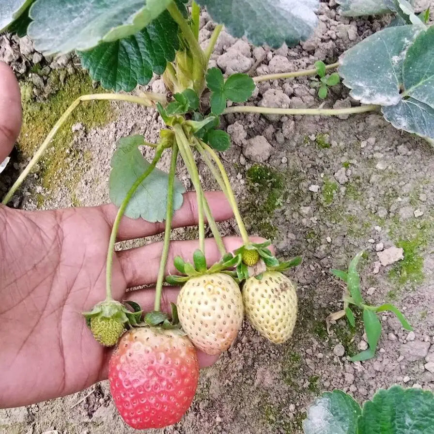 রিজো স্ট্রবেরি চারা