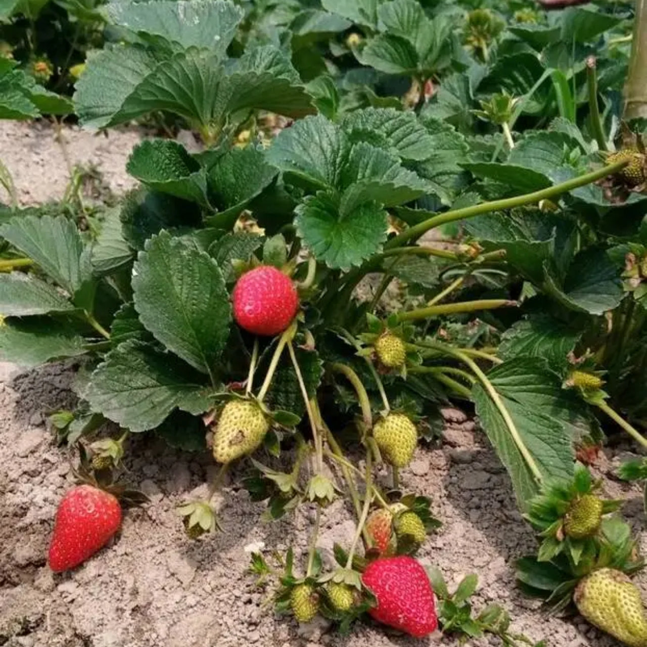 রিজো স্ট্রবেরি চারা