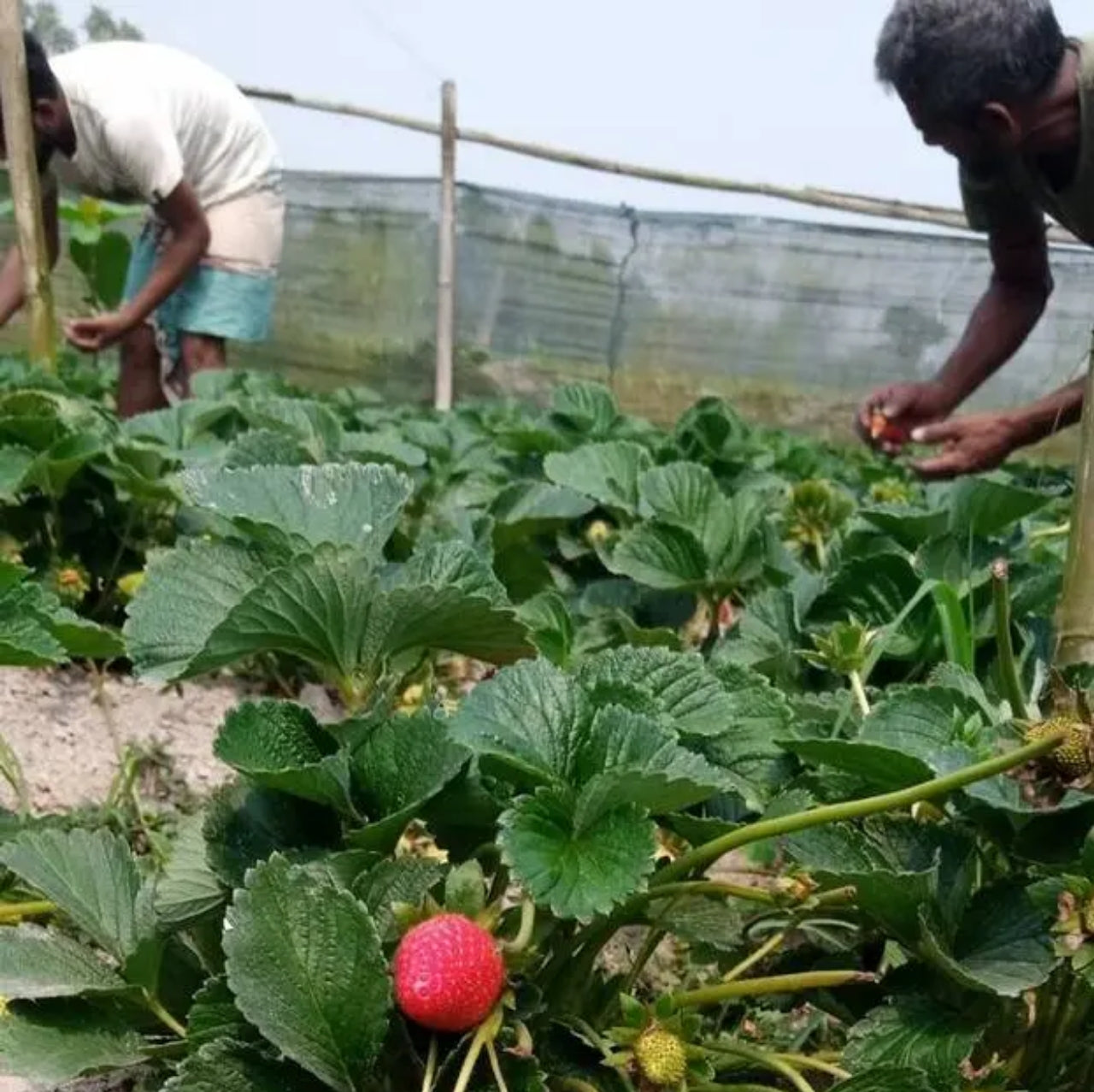 রিজো স্ট্রবেরি চারা